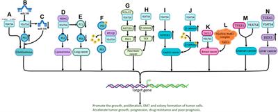 Mechanistic insights into genomic structure and functions of a novel oncogene YEATS4